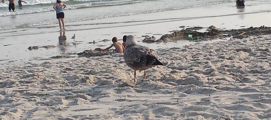 Beach Forecast Long Island South Shore
